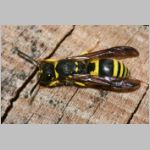 Ancistrocerus nigricornis - Lehmwespe 20.jpg